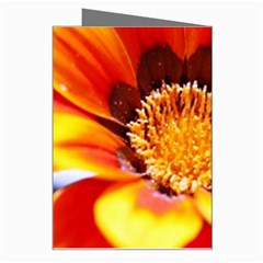 Annual Zinnia Flower   Greeting Card from UrbanLoad.com Right