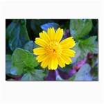 A Yellow Flower  Postcards 5  x 7  (Pkg of 10)