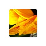 Yellow Sunflower 1   Magnet (Square)