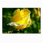 Yellow Rose  Postcard 4 x 6  (Pkg of 10)