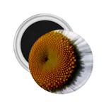 Yellow Daisy Detail  2.25  Magnet