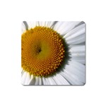 Yellow Daisy Detail  Magnet (Square)