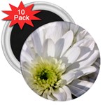 White Flower 1   3  Magnet (10 pack)