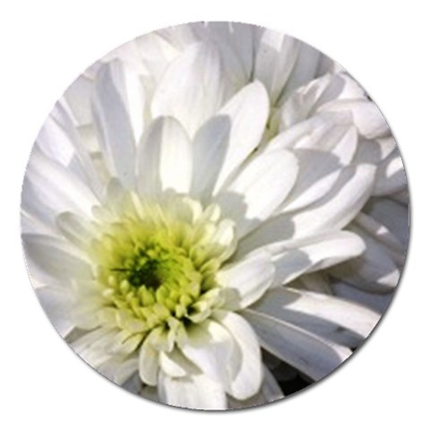 White Flower 1   Magnet 5  (Round) from UrbanLoad.com Front