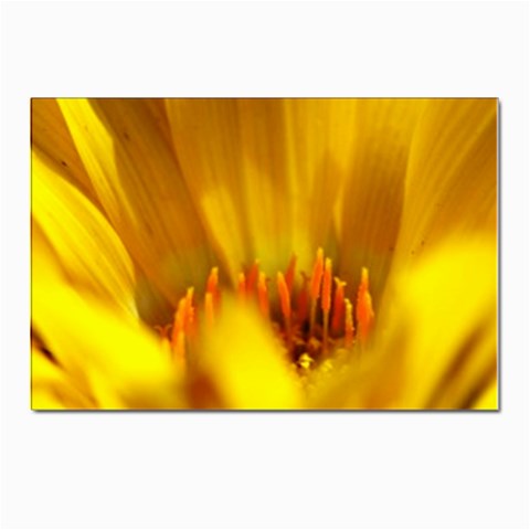 Yellow Color Flower   Postcards 5  x 7  (Pkg of 10) from UrbanLoad.com Front