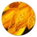 Wet Yellow Flowers 1   Magnet 5  (Round)