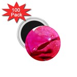 Wet Pink Rose  1.75  Magnet (100 pack) 