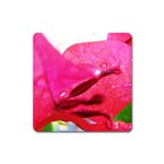 Wet Pink Rose  Magnet (Square)