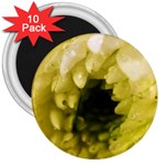 Water Drops on Flower 3   3  Magnet (10 pack)