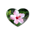 Very Pink Flower  Heart Coaster (4 pack)