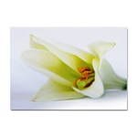 The White Flower  Sticker A4 (10 pack)
