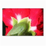 The Red Flower 2  Postcard 4 x 6  (Pkg of 10)