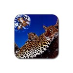 2-74-Animals-Wildlife-1024-007 Rubber Square Coaster (4 pack)