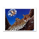 2-74-Animals-Wildlife-1024-007 Sticker A4 (100 pack)