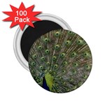 bird_15 2.25  Magnet (100 pack) 