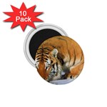 tiger_4 1.75  Magnet (10 pack) 