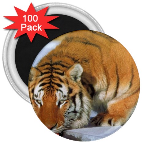 tiger_4 3  Magnet (100 pack) from UrbanLoad.com Front