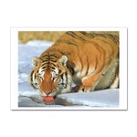 tiger_4 Sticker A4 (10 pack)