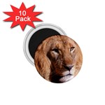 Lion 0006 1.75  Magnet (10 pack) 