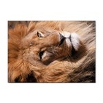 Lion 0006 Sticker A4 (10 pack)