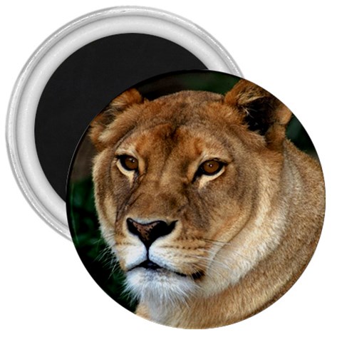 Lioness 0009 3  Magnet from UrbanLoad.com Front