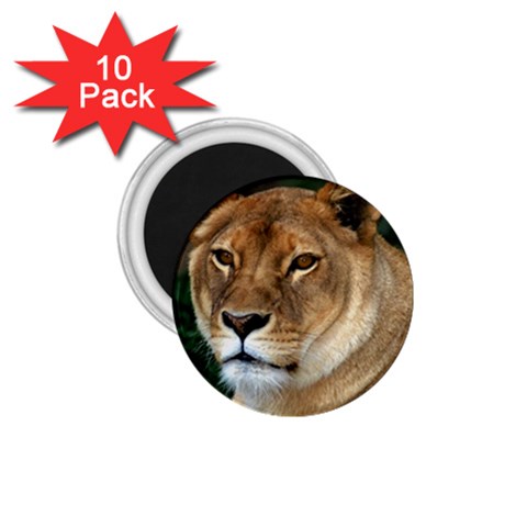 Lioness 0009 1.75  Magnet (10 pack)  from UrbanLoad.com Front