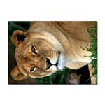 Lioness 0009 Sticker A4 (10 pack)