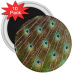 Peacock Feathers 2 3  Magnet (10 pack)