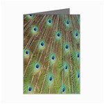 Peacock Feathers 2 Mini Greeting Cards (Pkg of 8)