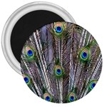 Peacock Feathers 3 3  Magnet