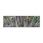 Peacock Feathers 3 Sticker (Bumper)