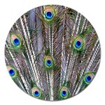 Peacock Feathers 3 Magnet 5  (Round)