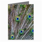 Peacock Feathers 3 Greeting Card