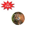 Tiger 1 1  Mini Button (10 pack) 