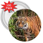 Tiger 1 3  Button (100 pack)