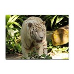 Tiger 2 Sticker A4 (10 pack)