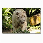Tiger 2 Postcards 5  x 7  (Pkg of 10)