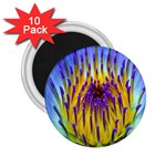 Water Lily 2.25  Magnet (10 pack)