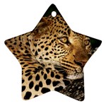 Male Leopard Ornament (Star)