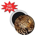 Male Leopard 1.75  Magnet (100 pack) 