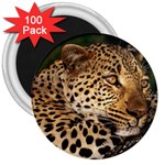 Male Leopard 3  Magnet (100 pack)