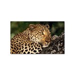 Male Leopard Sticker (Rectangular)