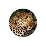 Male Leopard Magnet 3  (Round)