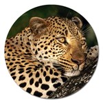 Male Leopard Magnet 5  (Round)