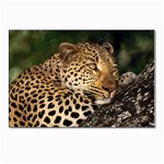 Male Leopard Postcard 4 x 6  (Pkg of 10)