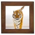 Tiger Framed Tile