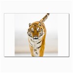Tiger Postcard 4 x 6  (Pkg of 10)