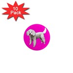 White Poodle Dog Gifts BP 1  Mini Magnet (10 pack) 
