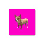 Chihuahua Dog Gifts BP Magnet (Square)