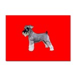 Miniature Schnauzer Dog Gifts BR Sticker A4 (100 pack)